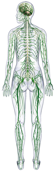 Human Body Systems - Credo Reference