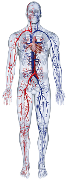 Human Body Systems - Referência do Credo