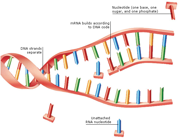 DNA - Credo Reference