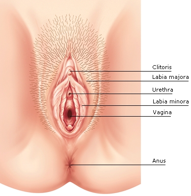 Female Reproductive System - Credo Reference