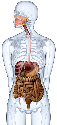 Digestive journey
Each part of the digestive...