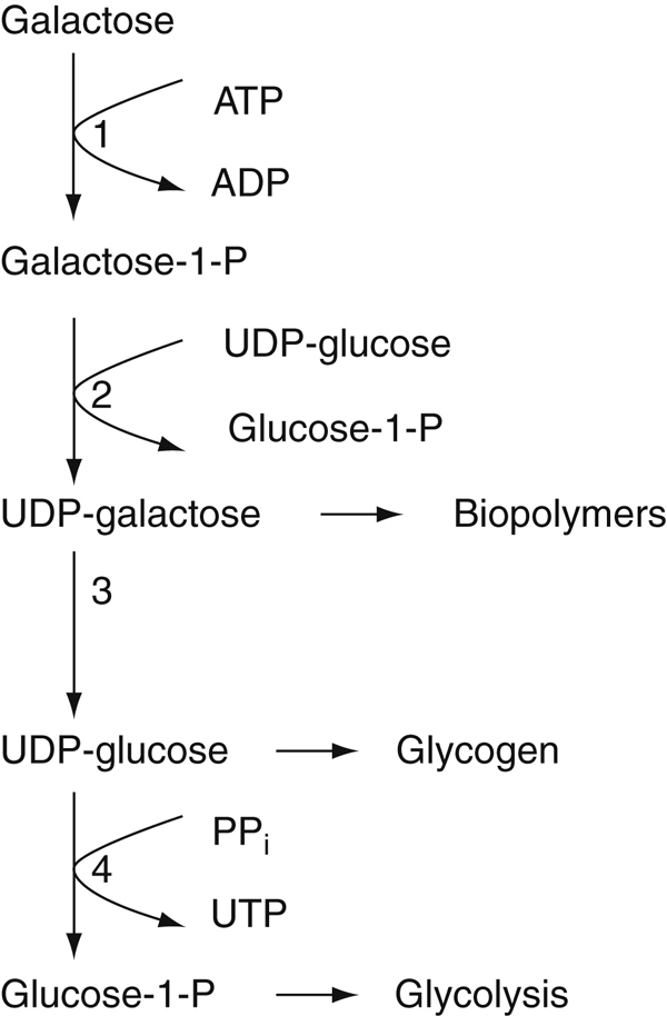 Galactosemia - Credo Reference