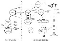 Proposed mechanisms for immune-mediated...