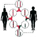 The 46 chromosomes in somatic (non-reproductive)...