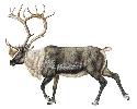 Always found in herds, reindeer (Rangifer...