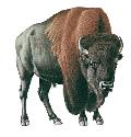 European settlers hunted the American bison...