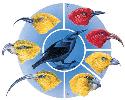 The various honeycreepers of Hawaii evolved from...