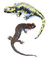 The fire salamander (Salamandra salamandra, top)...